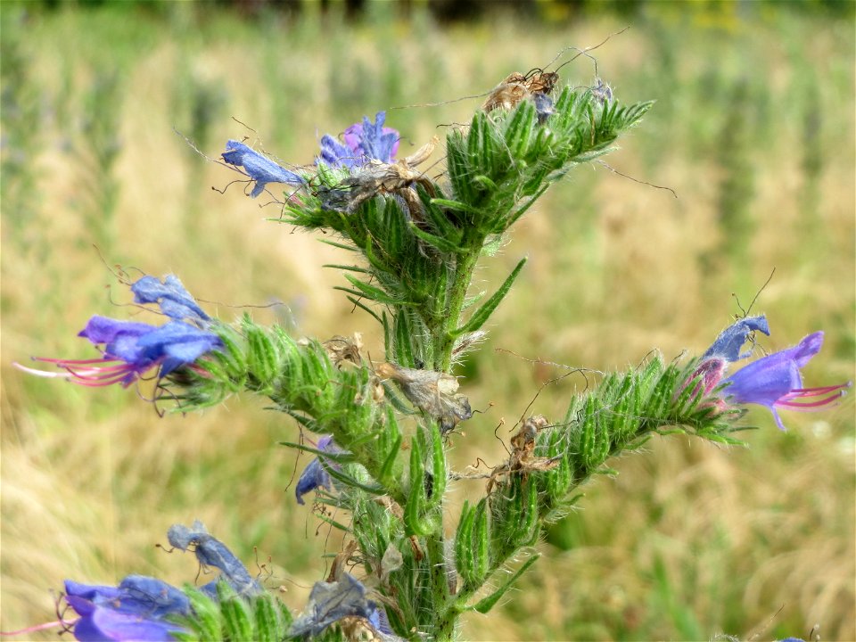 Gewöhnlicher Natternkopf (Echium vulgare) in Hockenheim