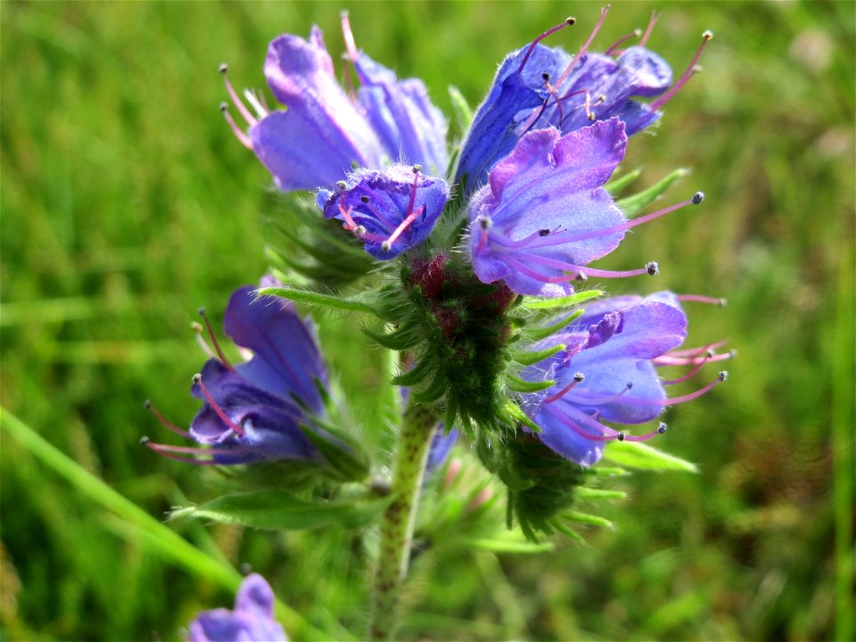 Gewöhnlicher Natternkopf (Echium vulgare) im Schwetzinger Hardt - an der Bahnstrecke Mannheim-Karlsruhe findet sich ein kleines Sandmagerrasen-Biotop mit typischer Binnendünen-Vegetation