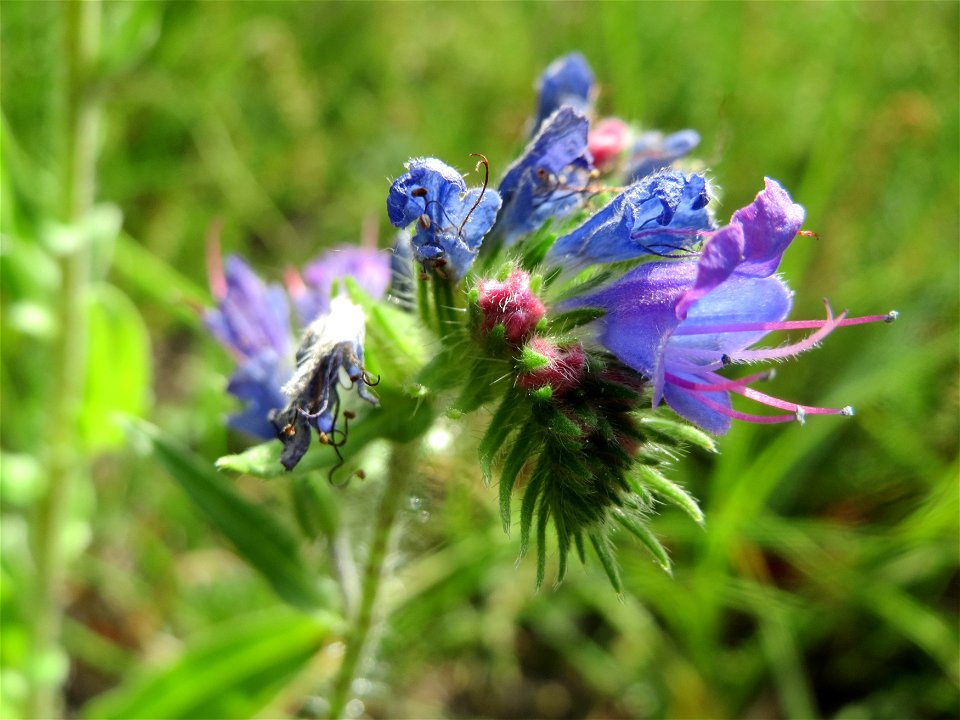 Gewöhnlicher Natternkopf (Echium vulgare) im Schwetzinger Hardt - an der Bahnstrecke Mannheim-Karlsruhe findet sich ein kleines Sandmagerrasen-Biotop mit typischer Binnendünen-Vegetation