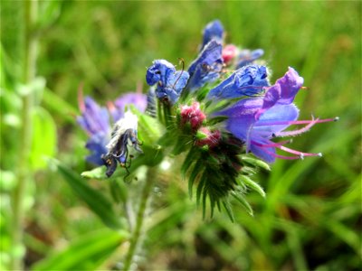 Gewöhnlicher Natternkopf (Echium vulgare) im Schwetzinger Hardt - an der Bahnstrecke Mannheim-Karlsruhe findet sich ein kleines Sandmagerrasen-Biotop mit typischer Binnendünen-Vegetation