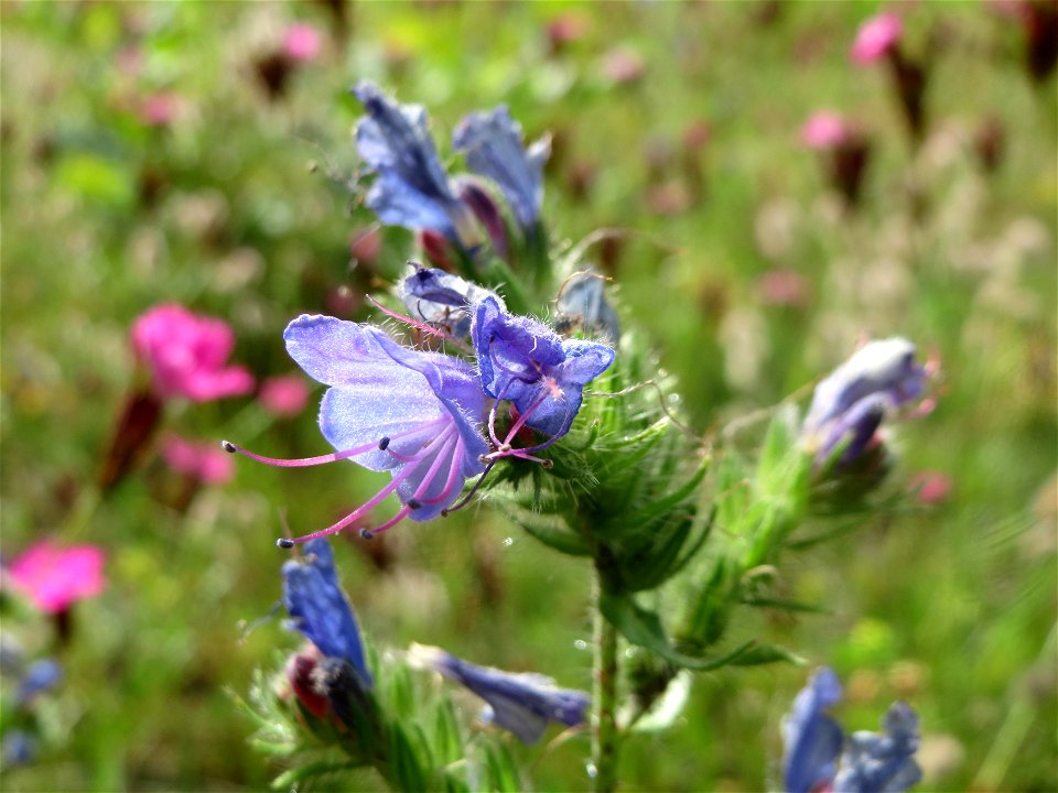 Gewöhnlicher Natternkopf (Echium vulgare) im Schwetzinger Hardt - an der Bahnstrecke Mannheim-Karlsruhe findet sich ein kleines Sandmagerrasen-Biotop mit typischer Binnendünen-Vegetation