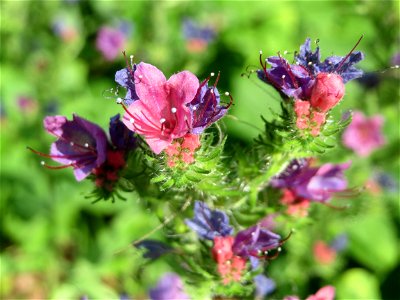 Gewöhnlicher Natternkopf (Echium vulgare) im Schwetzinger Hardt - ausnahmsweise rötlich blühend