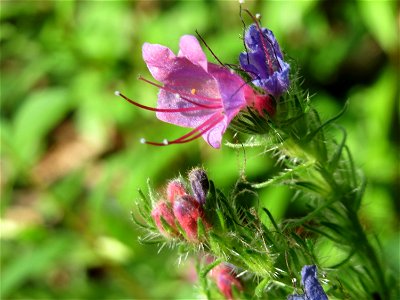 Gewöhnlicher Natternkopf (Echium vulgare) im Schwetzinger Hardt - ausnahmsweise rötlich blühend