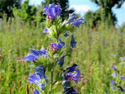Gewöhnlicher Natternkopf (Echium vulgare) in Hockenheim