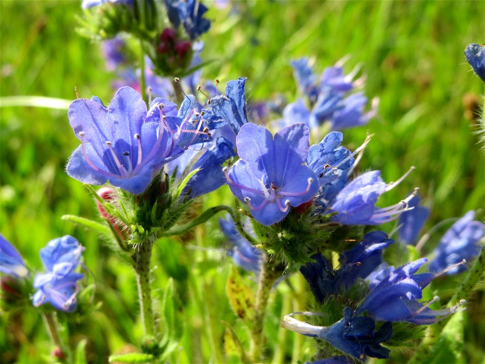 Gewöhnlicher Natternkopf (Echium vulgare) in Hockenheim
