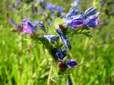 Gewöhnlicher Natternkopf (Echium vulgare) in Hockenheim photo