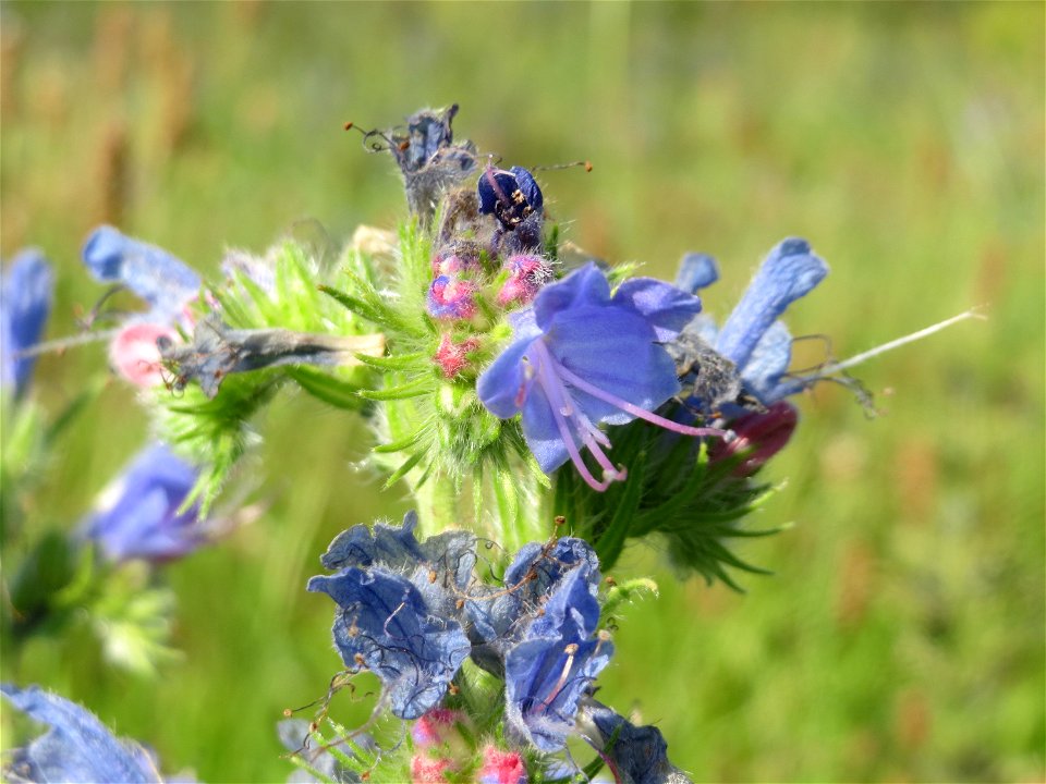 Gewöhnlicher Natternkopf (Echium vulgare) in Hockenheim