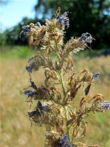 Gewöhnlicher Natternkopf (Echium vulgare) in Hockenheim