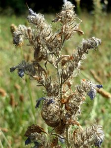 Gewöhnlicher Natternkopf (Echium vulgare) in Hockenheim