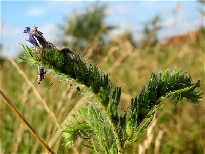 Gewöhnlicher Natternkopf (Echium vulgare) in Hockenheim