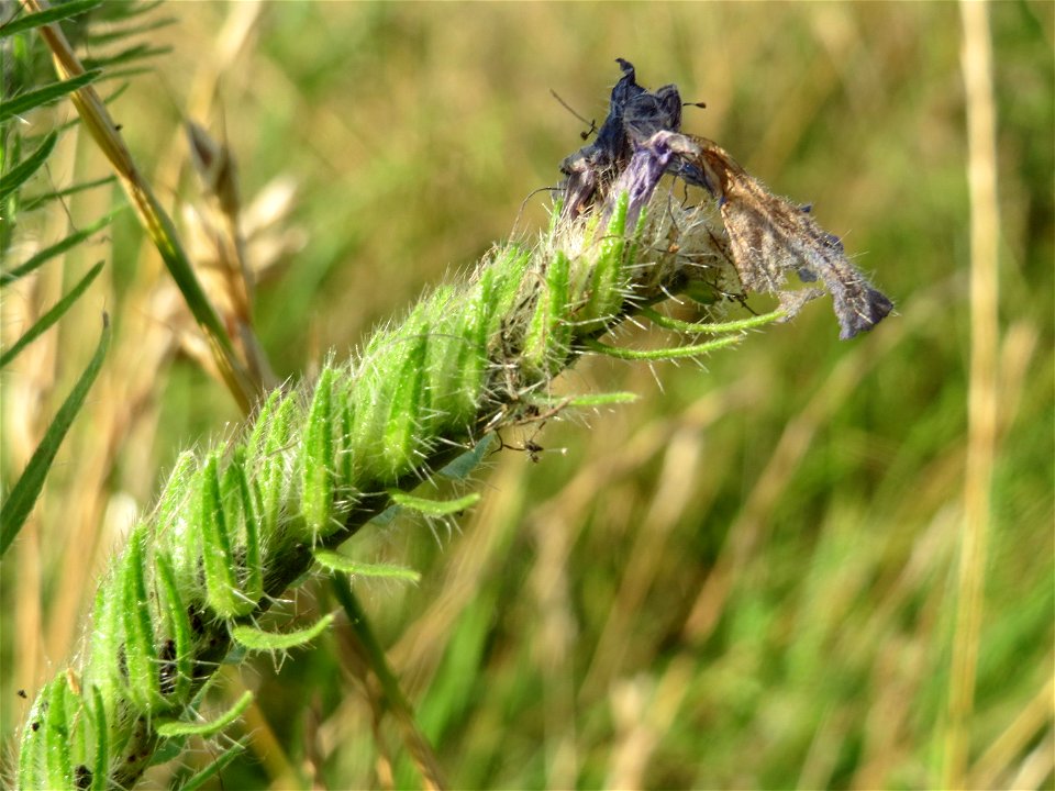 Gewöhnlicher Natternkopf (Echium vulgare) in Hockenheim