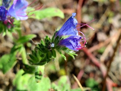 Gewöhnlicher Natternkopf (Echium vulgare) am Bahnhof Bruchmühlbach-Miesau
