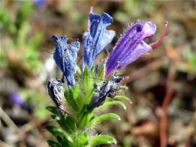 Gewöhnlicher Natternkopf (Echium vulgare) am Bahnhof Bruchmühlbach-Miesau