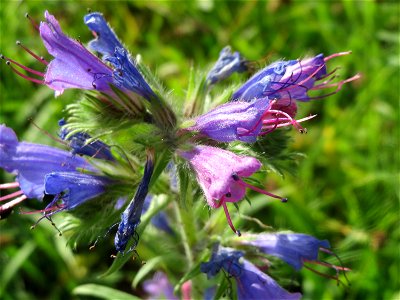 Gewöhnlicher Natternkopf (Echium vulgare) in Hockenheim photo