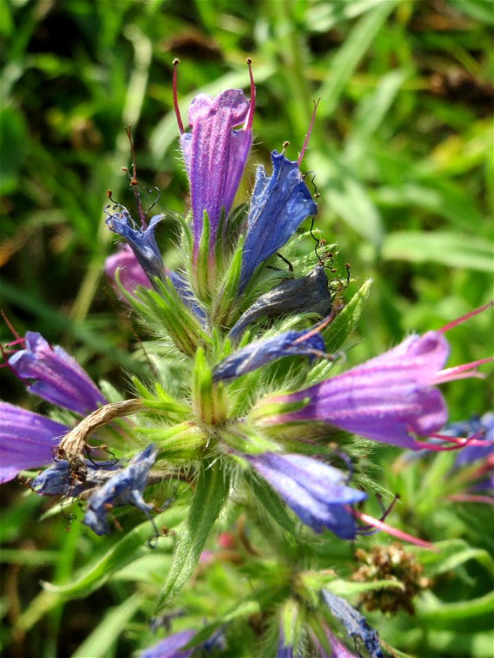 Gewöhnlicher Natternkopf (Echium vulgare) in Hockenheim