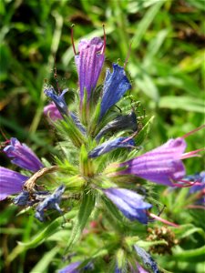 Gewöhnlicher Natternkopf (Echium vulgare) in Hockenheim