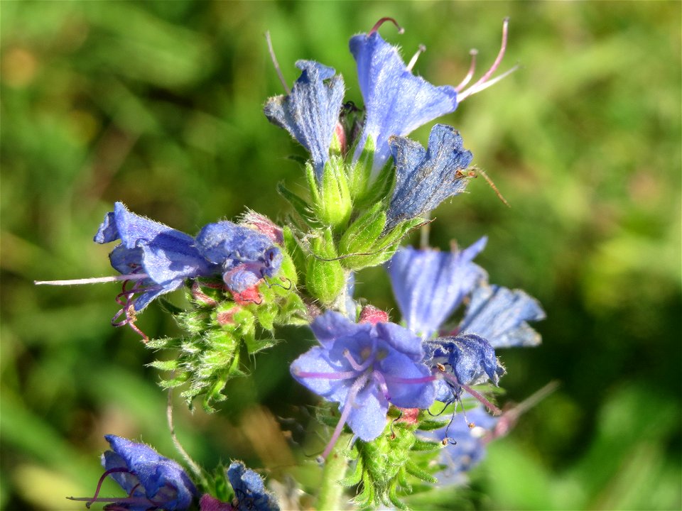 Gewöhnlicher Natternkopf (Echium vulgare) im Schwetzinger Hardt