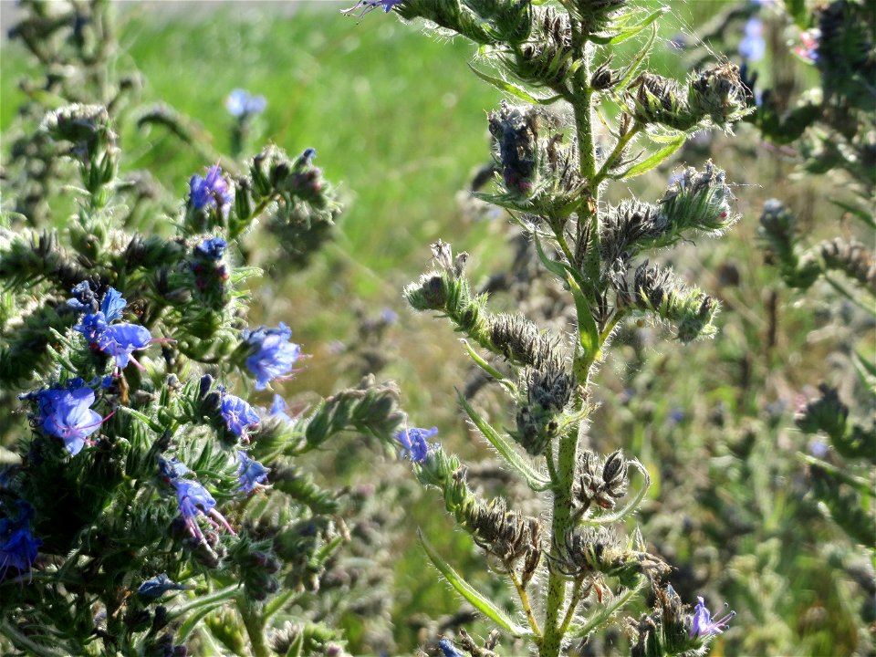 Gewöhnlicher Natternkopf (Echium vulgare) bei Hockenheim