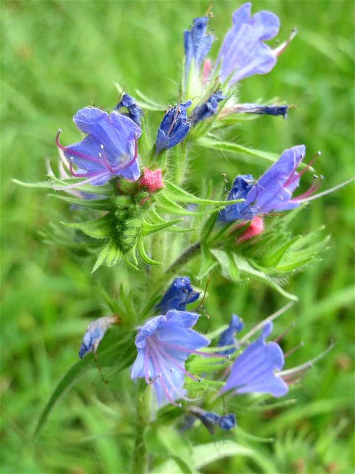 Gewöhnlicher Natternkopf (Echium vulgare) im Schwetzinger Hardt