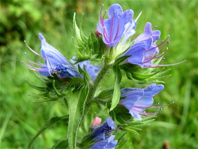 Gewöhnlicher Natternkopf (Echium vulgare) im Schwetzinger Hardt photo