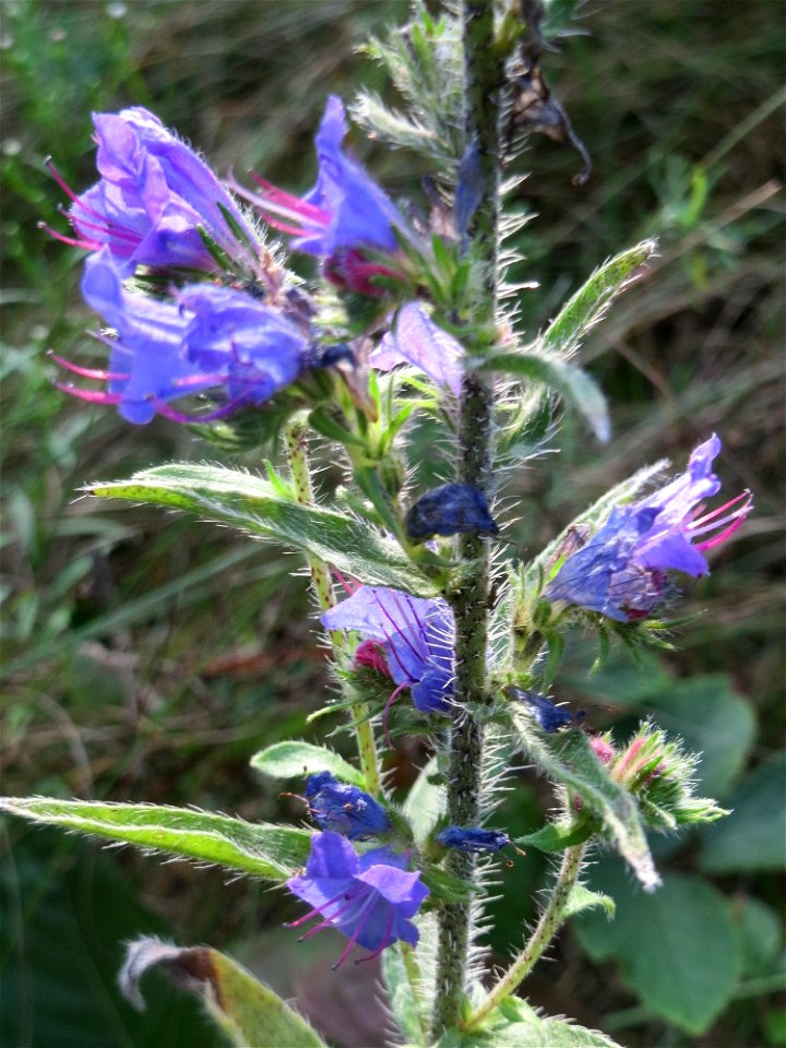Gewöhnlicher Natternkopf (Echium vulgare) im Schwetzinger Hardt