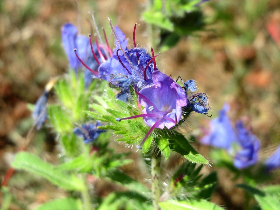 Gewöhnlicher Natterkopf (Echium vulgare) an der A620 in Sankt Arnual