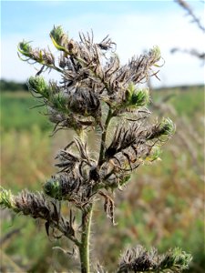 Gewöhnlicher Natternkopf (Echium vulgare) an den Oftersheimer Dünen