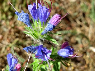 Gewöhnlicher Natterkopf (Echium vulgare) an der A620 in Sankt Arnual