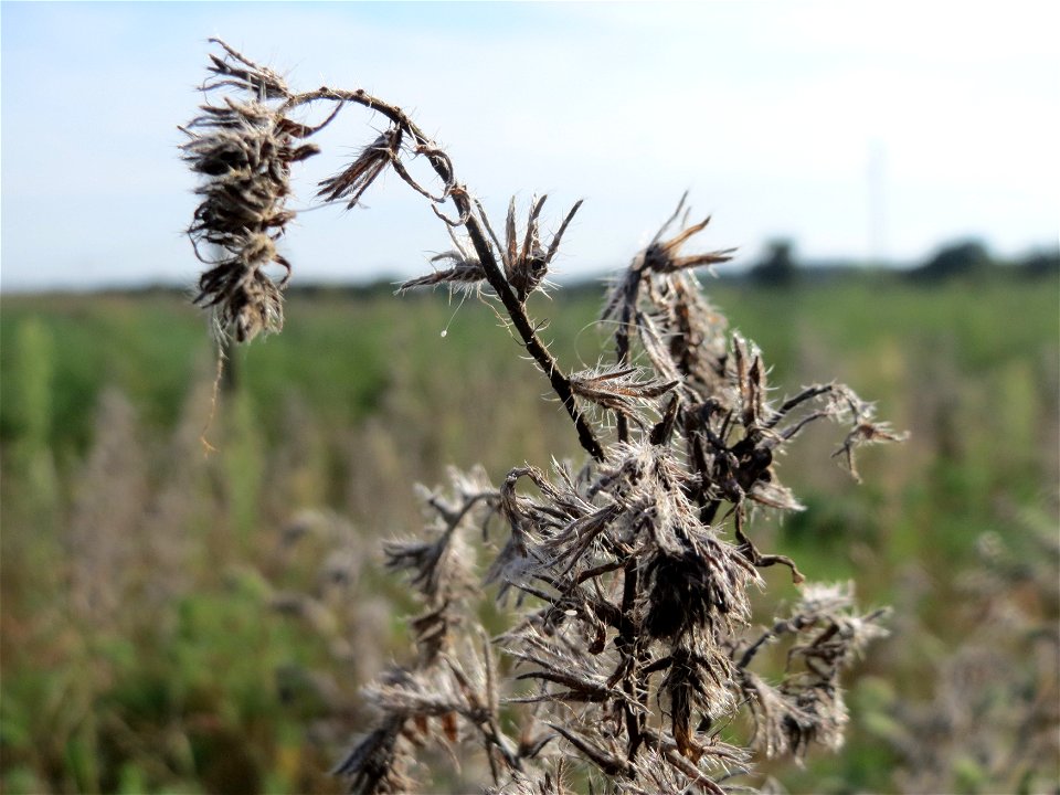 Gewöhnlicher Natternkopf (Echium vulgare) an den Oftersheimer Dünen