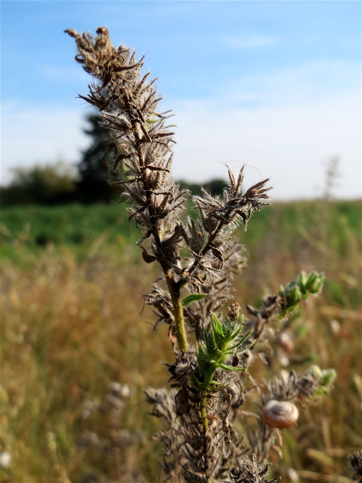 Gewöhnlicher Natternkopf (Echium vulgare) an den Oftersheimer Dünen