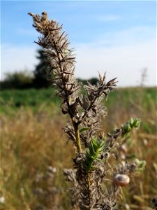 Gewöhnlicher Natternkopf (Echium vulgare) an den Oftersheimer Dünen