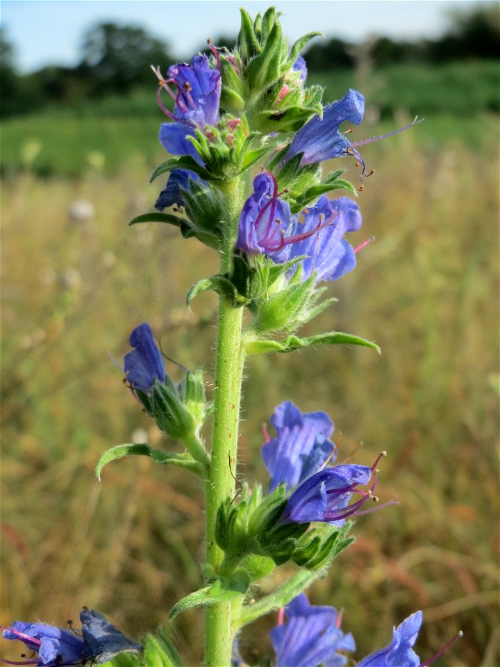 Gewöhnlicher Natternkopf (Echium vulgare) an den Oftersheimer Dünen