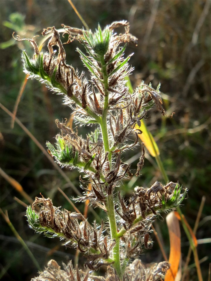 Gewöhnlicher Natternkopf (Echium vulgare) in Hockenheim