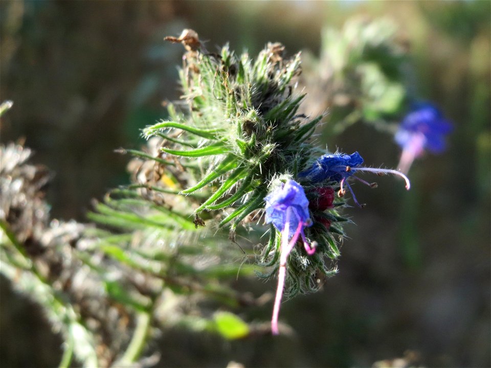 Gewöhnlicher Natternkopf (Echium vulgare) in Hockenheim