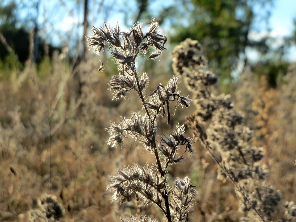 Mumienbotanik: Gewöhnlicher Natternkopf (Echium vulgare) in Hockenheim