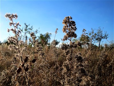 Mumienbotanik: Gewöhnlicher Natternkopf (Echium vulgare) in Hockenheim