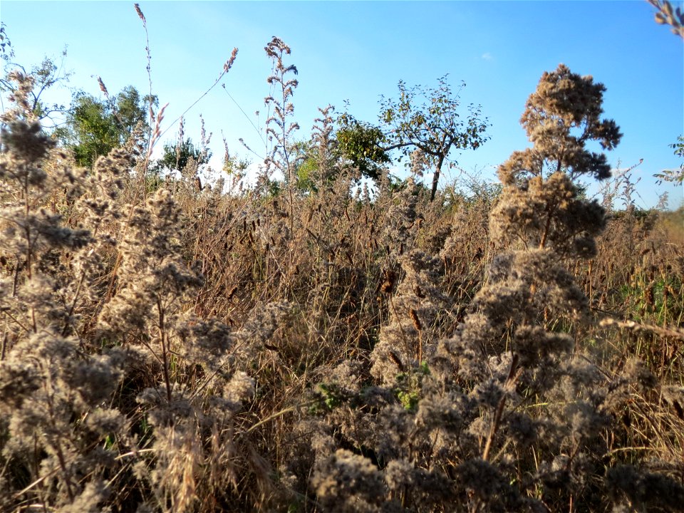 Mumienbotanik: Gewöhnlicher Natternkopf (Echium vulgare) in Hockenheim