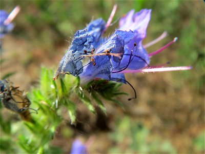 Gewöhnlicher Natternkopf (Echium vulgare) bei Reilingen
