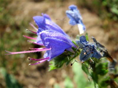 Gewöhnlicher Natternkopf (Echium vulgare) bei Reilingen