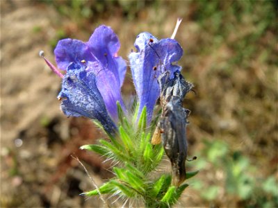 Gewöhnlicher Natternkopf (Echium vulgare) bei Reilingen