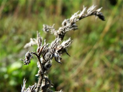 Gewöhnlicher Natternkopf (Echium vulgare) im Schwetzinger Hardt