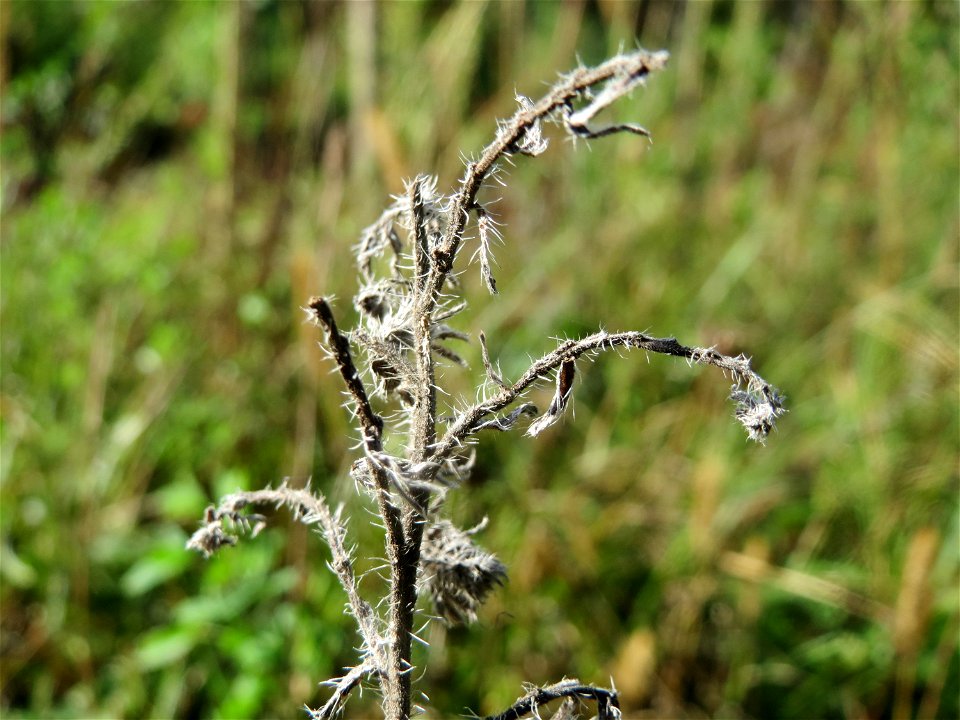 Gewöhnlicher Natternkopf (Echium vulgare) im Schwetzinger Hardt