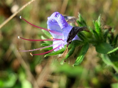Gewöhnlicher Natternkopf (Echium vulgare) im Schwetzinger Hardt - an der Bahnstrecke Mannheim-Karlsruhe findet sich ein kleines Sandmagerrasen-Biotop mit typischer Binnendünen-Vegetation