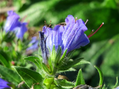 Gewöhnlicher Natternkopf (Echium vulgare) bei Reilingen