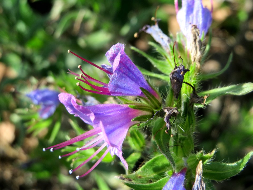 Gewöhnlicher Natternkopf (Echium vulgare) bei Reilingen