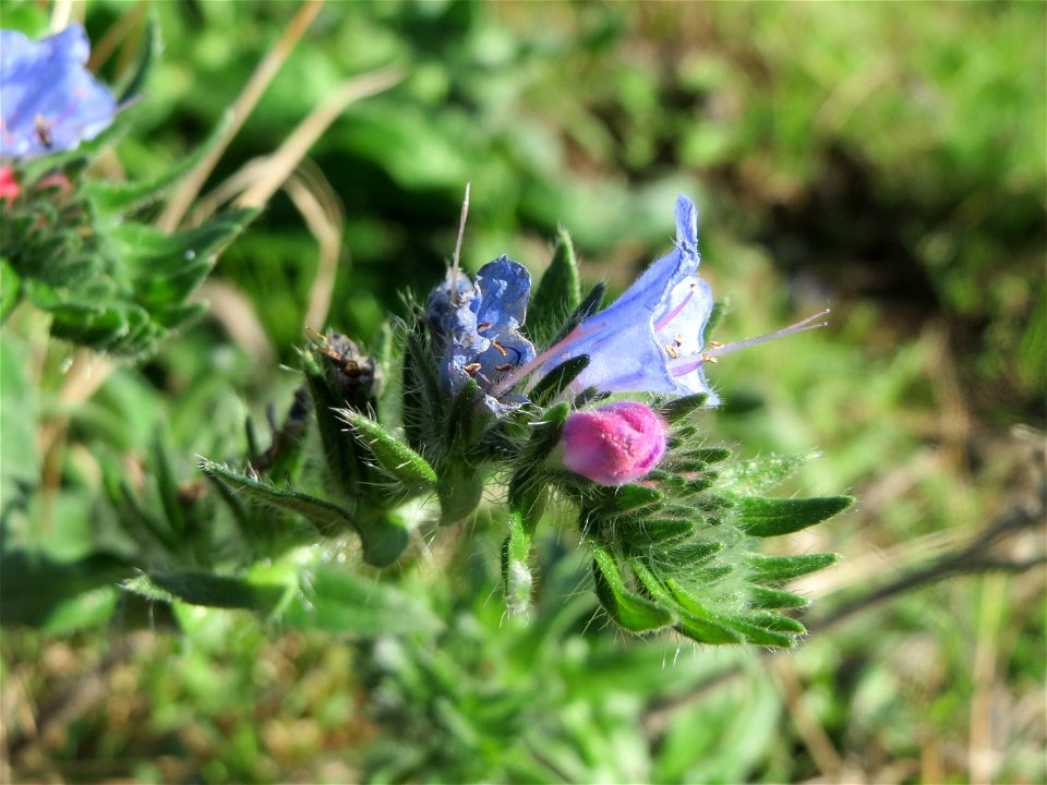 Gewöhnlicher Natternkopf (Echium vulgare) am Rand vom Naturschutzgebiet Gewann Frankreich-Wiesental