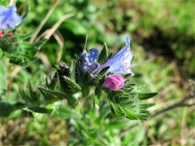 Gewöhnlicher Natternkopf (Echium vulgare) am Rand vom Naturschutzgebiet Gewann Frankreich-Wiesental