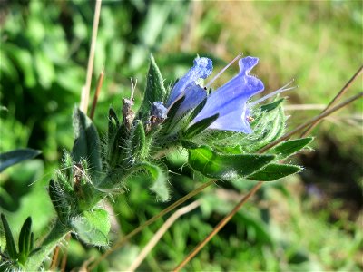 Gewöhnlicher Natternkopf (Echium vulgare) am Rand vom Naturschutzgebiet Gewann Frankreich-Wiesental
