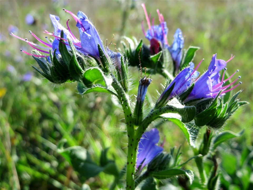 Gewöhnlicher Natternkopf (Echium vulgare) im Naturschutzgebiet Gewann Frankreich-Wiesental