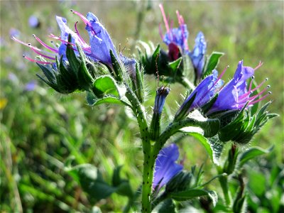 Gewöhnlicher Natternkopf (Echium vulgare) im Naturschutzgebiet Gewann Frankreich-Wiesental